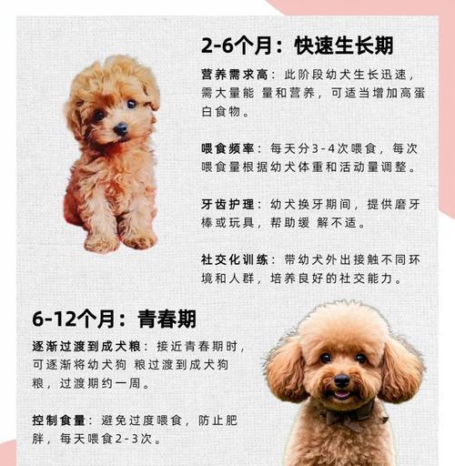 泰迪幼崽的每日睡眠需求（了解泰迪幼崽的睡眠时间和习惯，让它们健康成长）