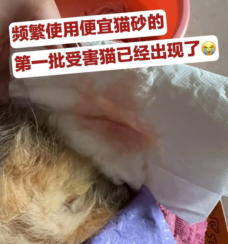 猫咪肾衰竭（了解猫咪肾衰竭的常见症状，及早诊断与治疗是关键）