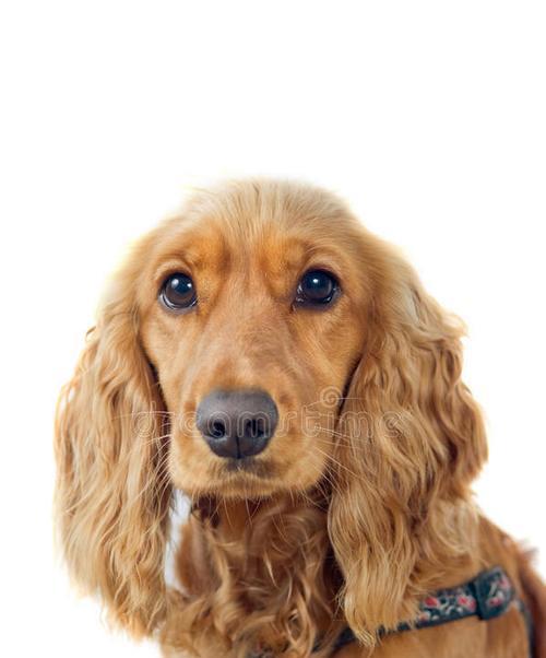 纯种可卡犬价格行情分析（了解纯种可卡犬价格的关键因素和趋势）