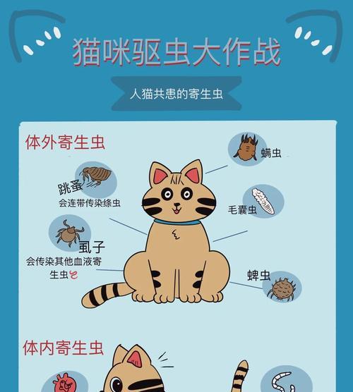 猫咪驱虫频率揭秘（探究猫咪体外驱虫的最佳时间间隔）