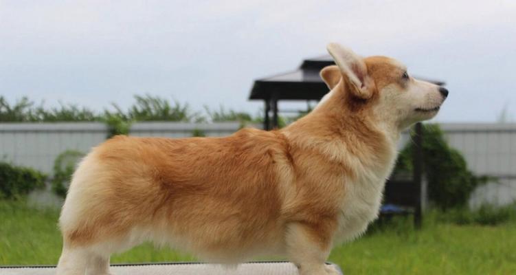 盘点世界上30种名贵的狗（珍稀品种与赛级犬交相辉映，奢华犬界的精选）