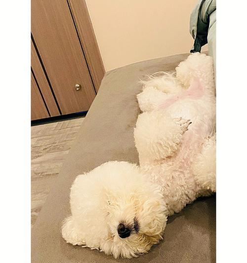 比熊犬的夜间睡眠习惯及相关问题（解析比熊犬晚上睡眠时长和注意事项）