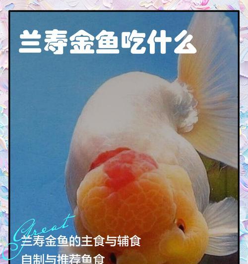 探索金鱼世界的美妙之旅（发现金鱼的独特之处与生态系统）