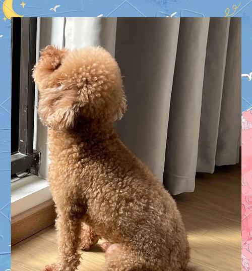 泰迪犬生病的特征及预防措施（了解泰迪犬的常见疾病，做好疾病预防工作）