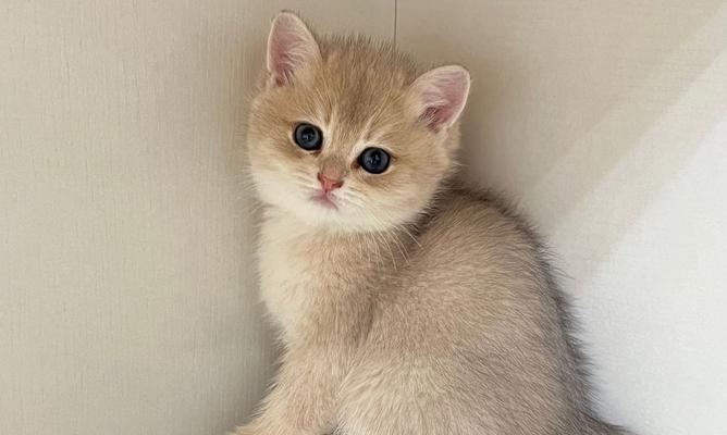 世界名贵短毛猫盘点（新加坡猫荣登榜首！——探索短毛猫世界的珍稀奇葩）