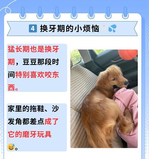 狗狗的毛剪了多久才会长出来？（探究狗狗毛发生长周期及影响因素）