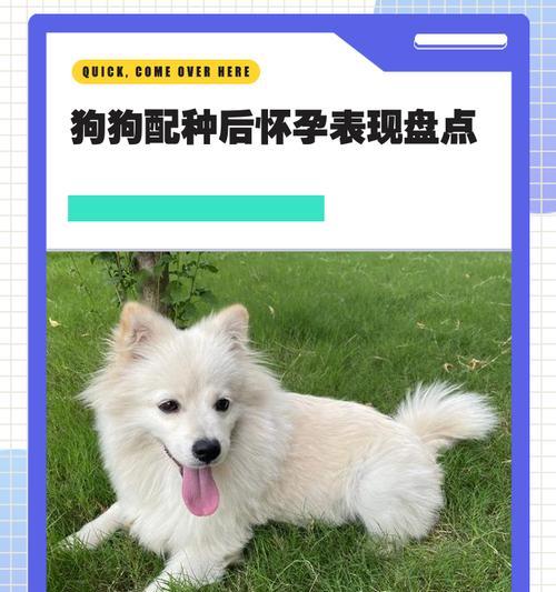狗配种过程需要多久？（揭秘狗繁殖的时间与步骤）
