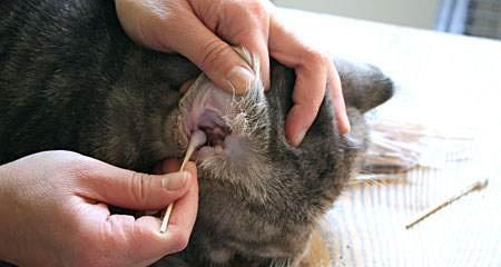 猫耳清洁的重要性及正确频率（保持猫耳清洁是猫咪健康的关键）