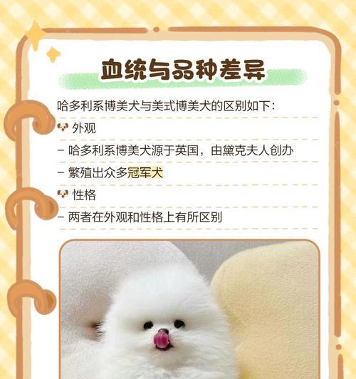 以博美俊介犬价格一览（高品质爱宠，精致品味的象征）