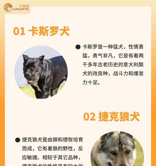 中国禁养犬类的措施及其影响（哪些犬类在中国被禁止养殖及饲养？）