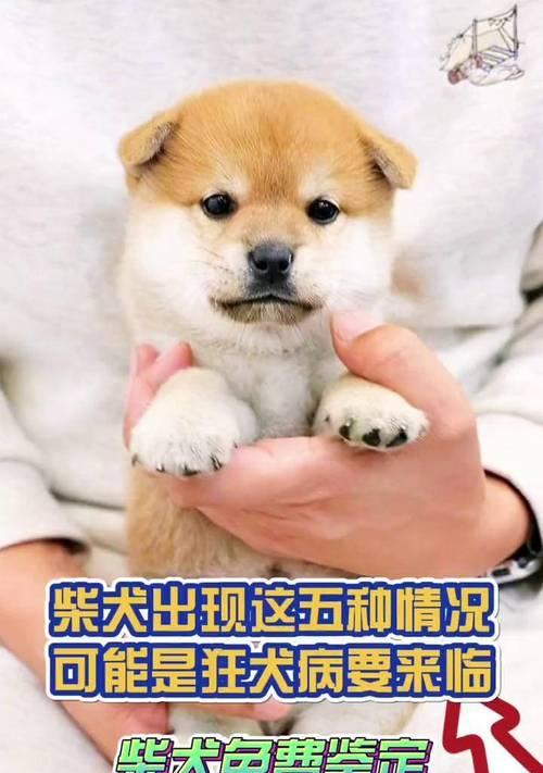 了解柴犬常见疾病，预防更重要！（柴犬疾病防治指南，让你的宠物健康快乐一生）