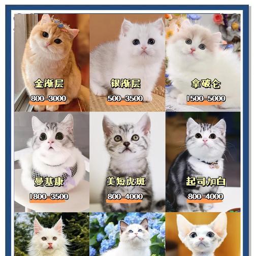 新手养猫需要多少钱？（养猫初体验，财务规划与心理准备）