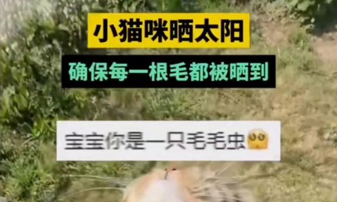 小猫的太阳浴时长对健康的影响（揭秘小猫晒太阳的最佳时间和注意事项）