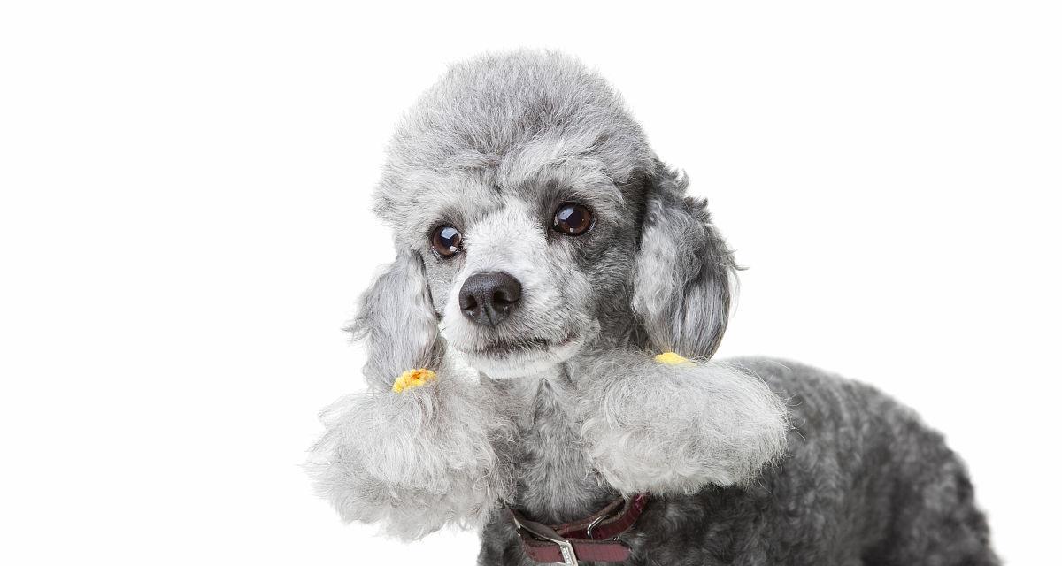 如何选择灰色泰迪犬，让你的宠物与众不同（探索灰色泰迪犬的价格、特点及选购技巧）