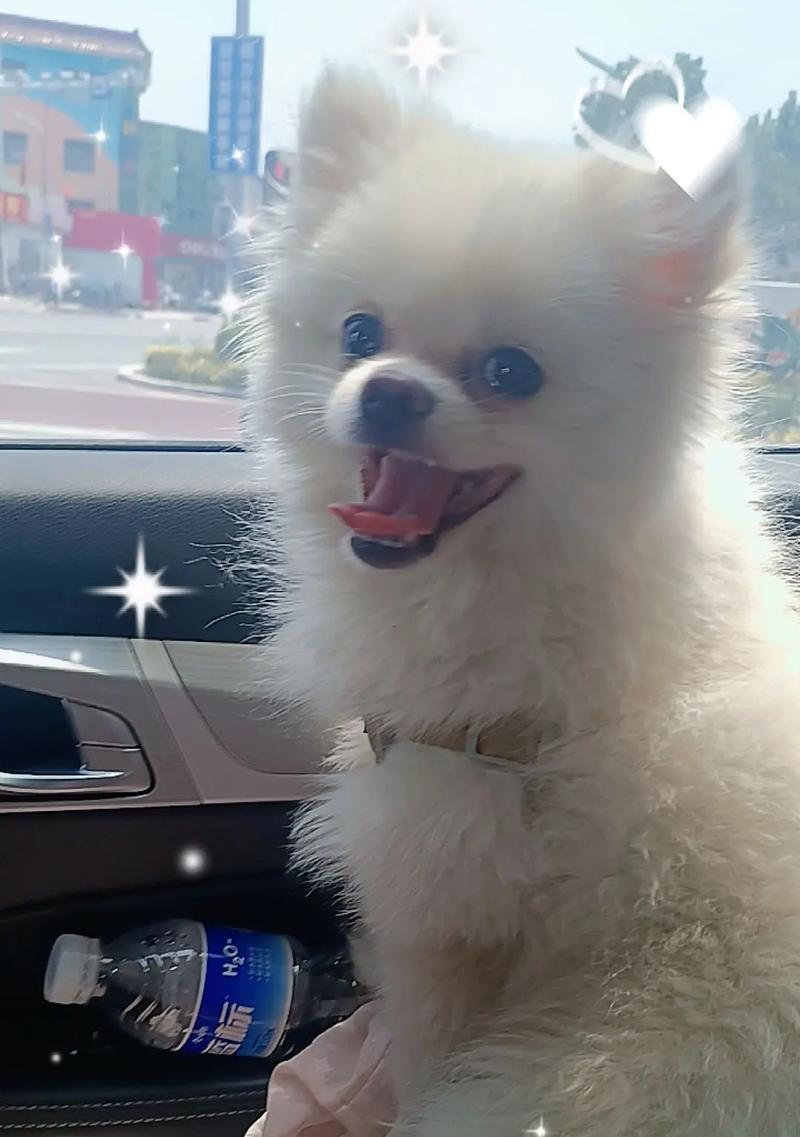 博美犬的成长周期（从小狗到成年犬，了解博美犬的成长过程）