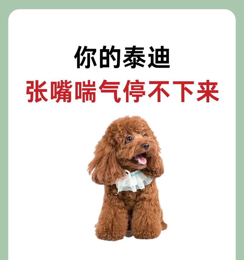 泰迪饲养必知事项，让它们健康快乐成长（为爱宠提供良好环境，避免无知带来的痛苦）