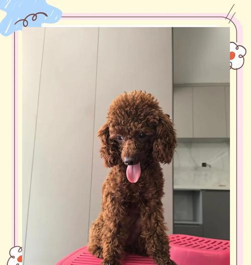 泰迪犬3-6个月关键期的养护指南（关注泰迪犬成长的重要阶段，为宠物提供全面关怀）