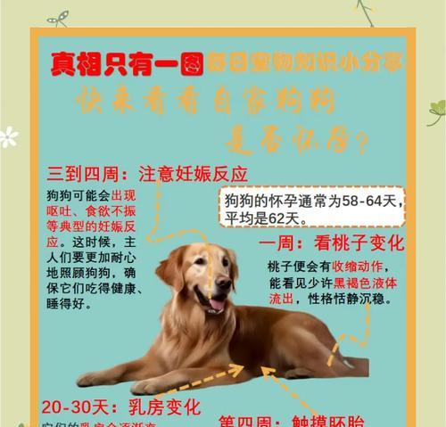 狗狗产前阵痛（狗狗产前阵痛是怎样的？阵痛持续多久？）