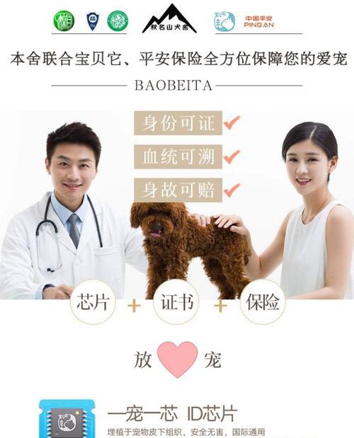 茶杯犬的脱毛周期（揭秘茶杯犬每年脱毛次数及原因）
