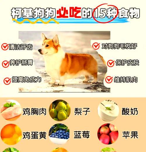 金毛高蛋白食物大揭秘（满足金毛蛋白需求的最佳选择）