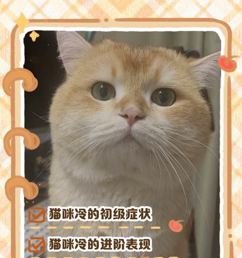 猫咪翻肚皮的真正目的是什么？（揭秘猫咪翻肚皮行为背后的意图及相关注意事项）