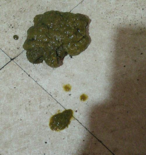 狗狗直肠手术后多久能恢复正常排便？（探究狗狗直肠手术后的排便恢复时间及注意事项）