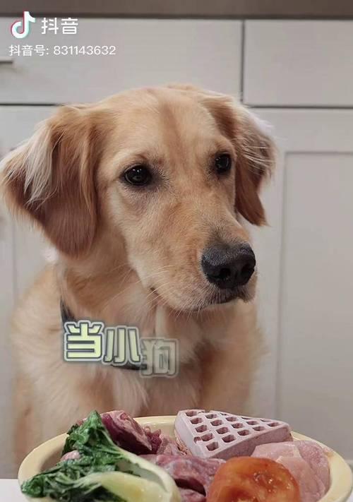 金毛犬蔬菜饮食指南（探究金毛犬饮食中适合食用的蔬菜种类及注意事项）