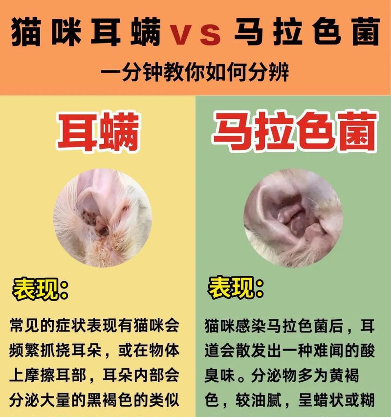 如何处理狗狗的耳螨？（预防和治疗方法全解析，让你的宠物远离耳螨困扰）