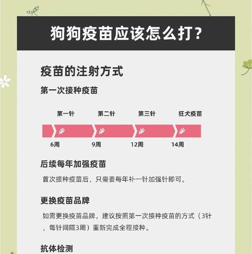 狗狗细小后多久补疫苗的最佳时间（保护狗狗免受细小病毒威胁的关键）