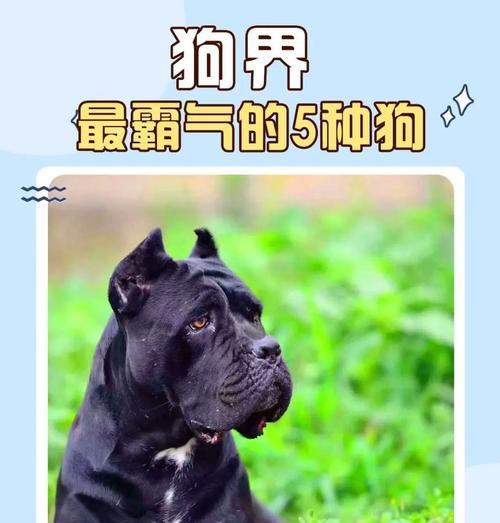 恶霸犬（揭秘价格之谜，探究其奢华背后的原因）
