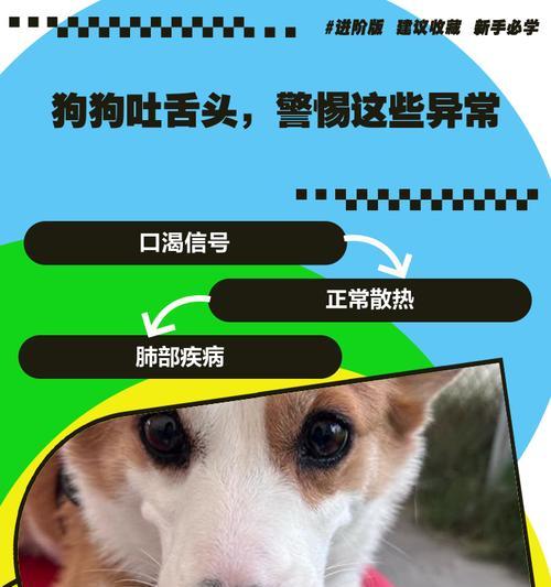 揭秘狗狗喜欢吐舌头的6个原因（探究狗狗吐舌头的原因及其意义）