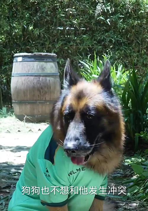 如何应对恶犬的攻击？（掌握技巧，轻松制服猛犬）