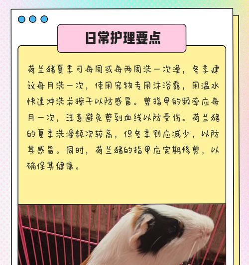 荷兰猪洗澡指南