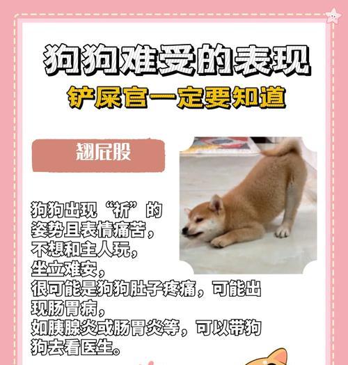 狗狗绝育后的护理要点（如何避免狗狗舔伤口的情况发生）