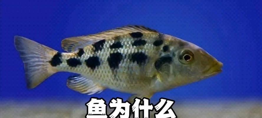 鱼是如何睡觉的？揭秘鱼儿沉睡的神秘世界（水下生物独特的睡眠方式，让人类大开眼界）