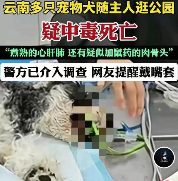 狗中毒的时间与生死——探究中毒狗的生存时限（中毒狗存活时间的关键因素及紧急救治策略）