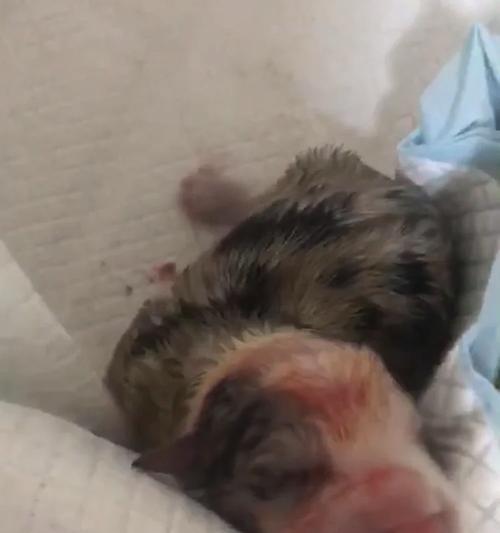边牧接生实录（边牧母犬怀孕到产后的全过程与护理技巧）