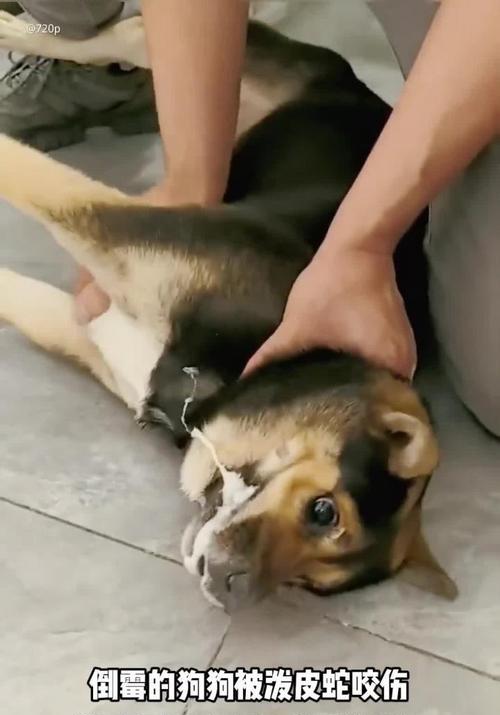 如何解决被宠坏的狗狗喜欢“咬”人的问题（2步帮你让爱犬改掉咬人习惯）