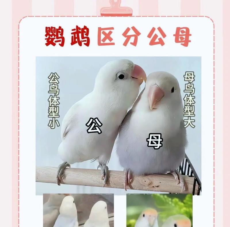 探秘海鹦鹉的生活之谜（揭开海鹦鹉生存的奥秘）