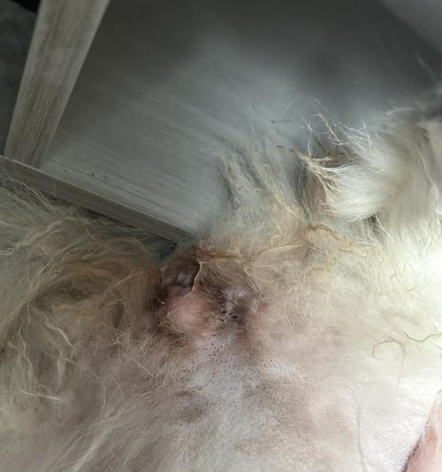 萨摩耶腹泻的原因、预防和处理方法（了解原因，预防拉肚子，有效处理）