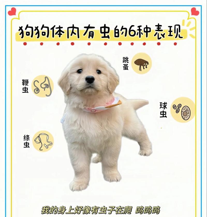 狗狗驱虫的重要性及适合驱虫的年龄（保护狗狗健康，）