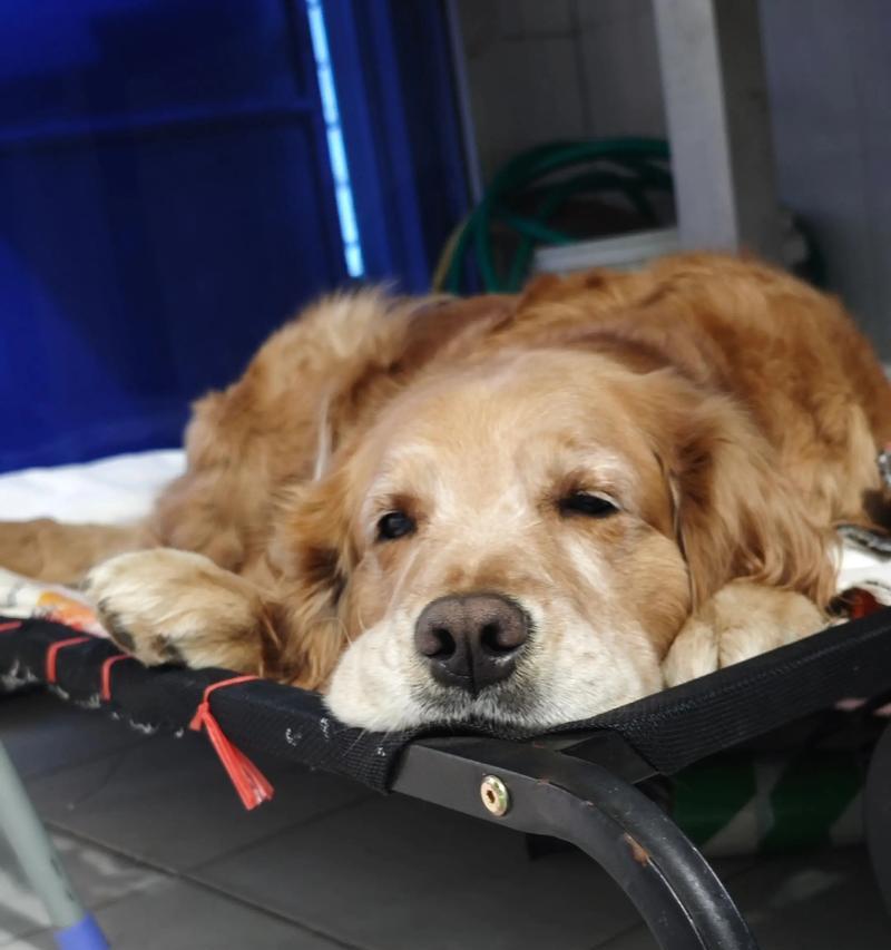饲养金毛犬的注意事项（金毛犬禁忌与照顾要点）