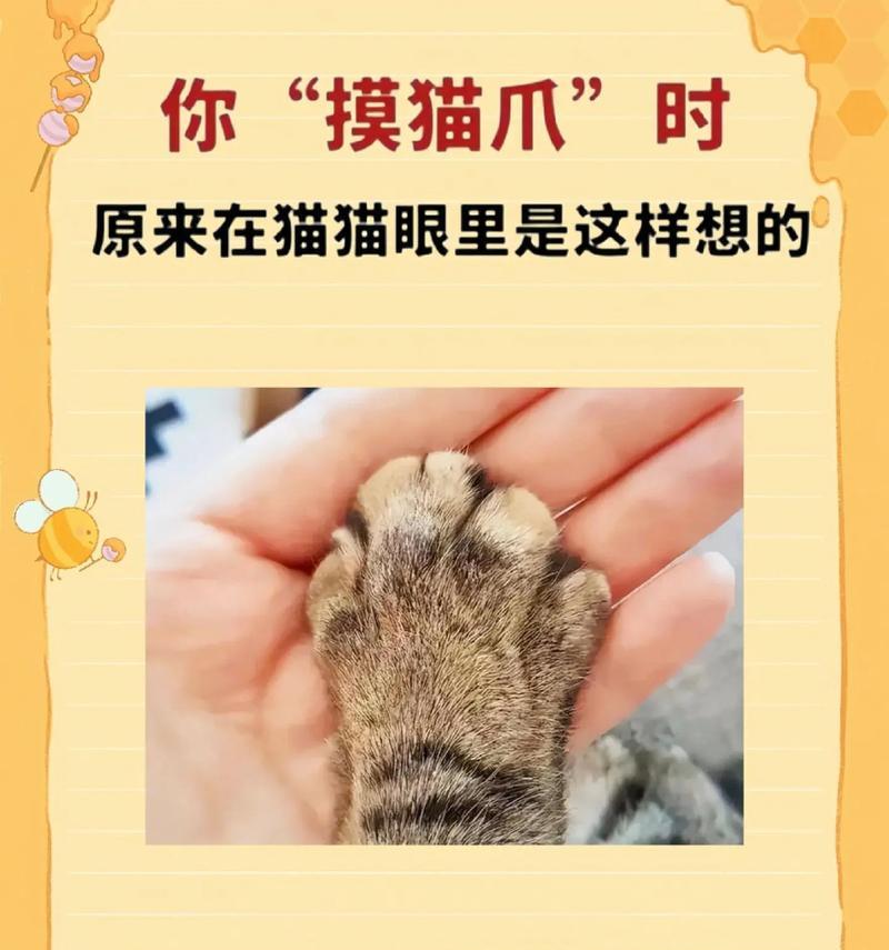 如何判断猫咪是否喜欢你？（揭秘猫咪喜欢主人的七种表现）