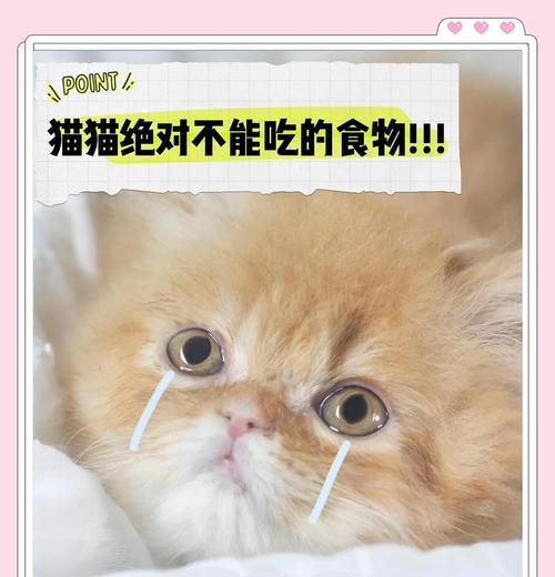 猫咪最喜欢吃什么食物？（揭秘猫咪心中的美食王国，你绝对猜不到！）