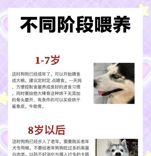 哈士奇梳毛频率的重要性（探讨哈士奇梳毛的最佳时间和方法）