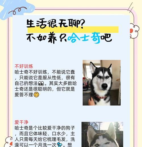 哈士奇的最佳溜狗时间有多久？（探索哈士奇需每天溜多久才能保持健康和快乐的关键。）