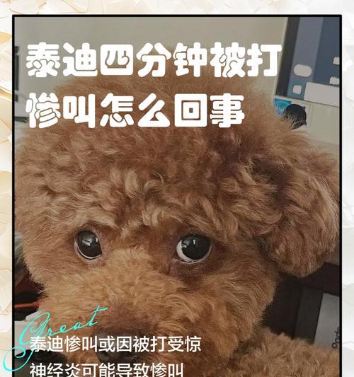 泰迪犬叫声长久不停的原因（探究泰迪犬长时间叫叫不停的背后原因）