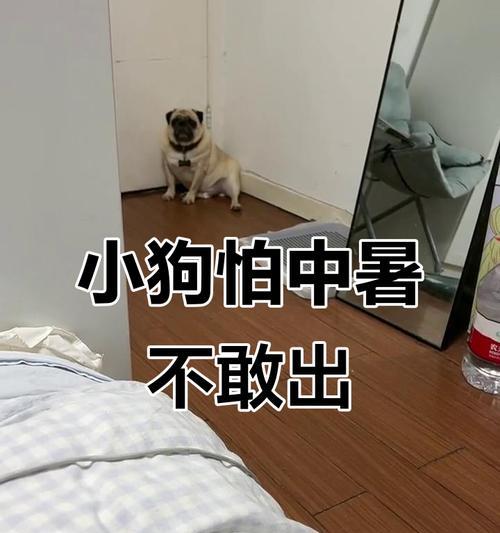 小狗热的症状及治疗方法