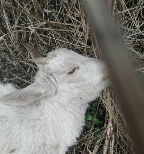 羊流鼻涕的原因与治疗方法（探究羊流鼻涕的症状、病因和常见治疗方法）