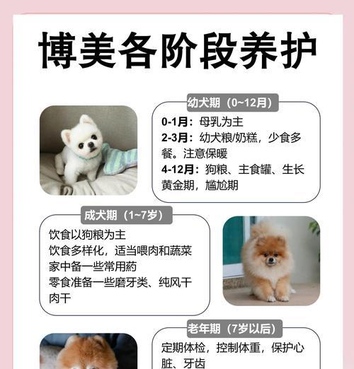 博美犬的起源与毛发梳理技巧（探寻博美犬的祖籍和优雅毛发的护理）